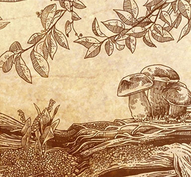 Arbre Généalogique Atramento : Illustration à la main Arbre Généalogique Atramento : Illustration à la main