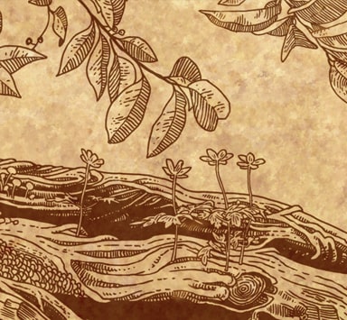 Arbre Généalogique Atramento : Illustration à la main Arbre Généalogique Atramento : Illustration à la main